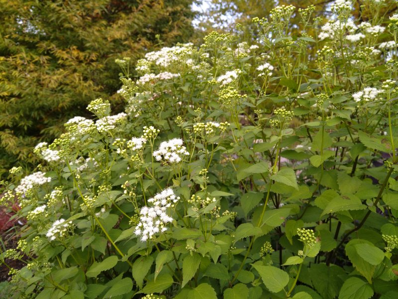 Ageratina altissima (Eupatorium rugosum) 'Braunlaub' Nõgeselehine pahmaslill (vesikanep)